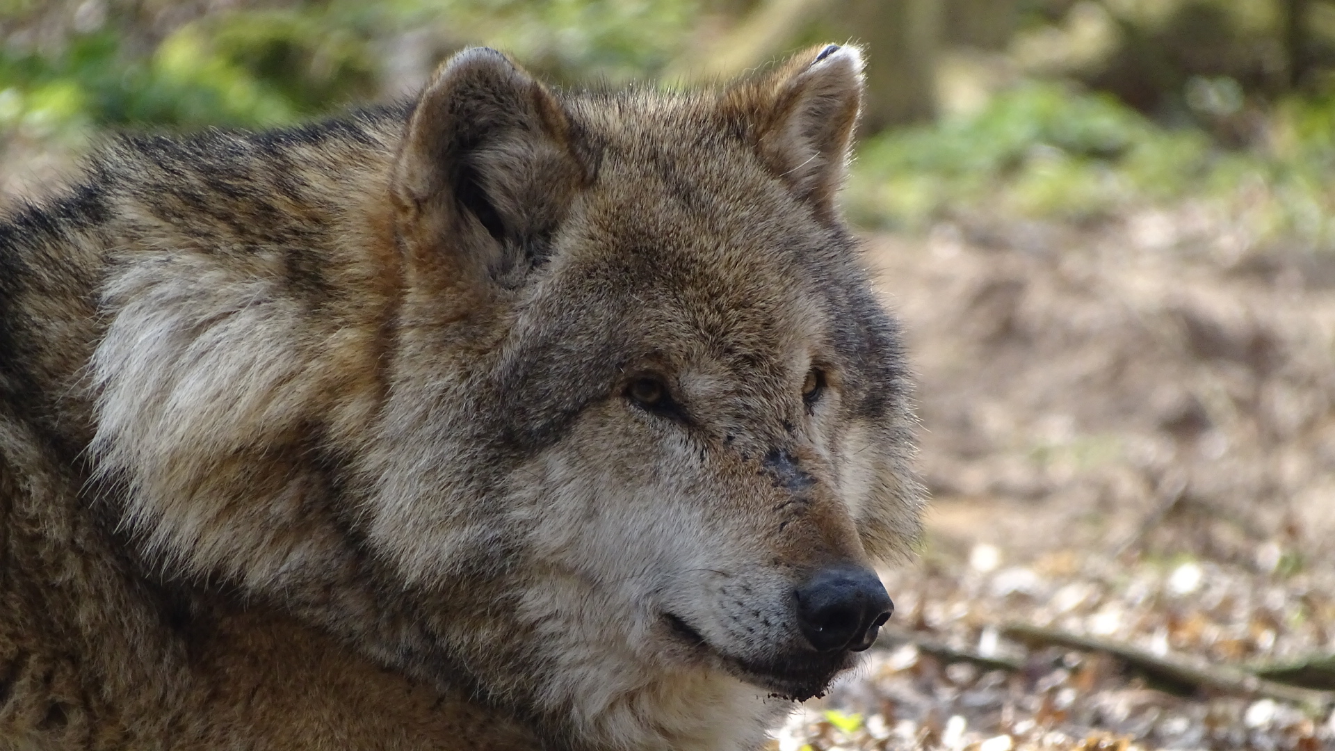 Wolfsliebe – Luca loves Wolves